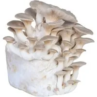 BIO Kräuterseitling Pilzkultur