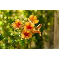 Kletterpflanze Campsis radicans 'Indian Summer' - Trompetenblume - Kletterpflanze, bienenfreundlich und ideal für sonnige Gärten. Die leuchtend orangefarbene Trompetenblume zieht Schmetterlinge an und bietet natürlichen Sichtschutz.
