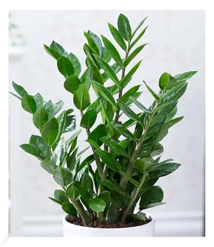 BALDUR Garten Zamioculcas - Pflegeleichte Zimmerpflanze - Zimmerblume mit mehrjähriger Lebensdauer, ideal für Halbschatten und Schatten, minimaler Pflegeaufwand und geringer Wasserbedarf.