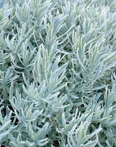Lavandula angustifolia 'Silver Mist' 9x9 cm Topf – Winterhart, Mehrjährig, Pflegeleicht – Lavendel – Duftpflanze für Beet & Kübel