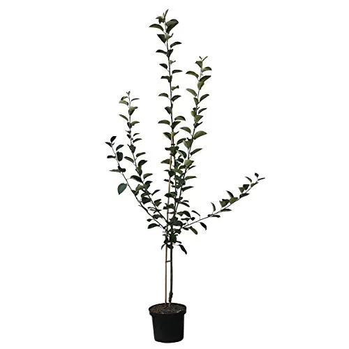 Apfelbaum Piros