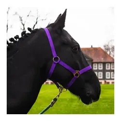 Halfter von Pferdelinis