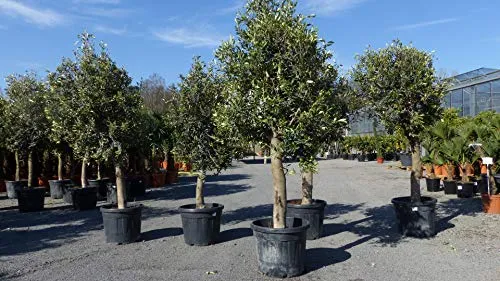 Olivenbaum Olea Europaea '20 Jahre' - 170-180 cm, winterhart, Premiumqualität