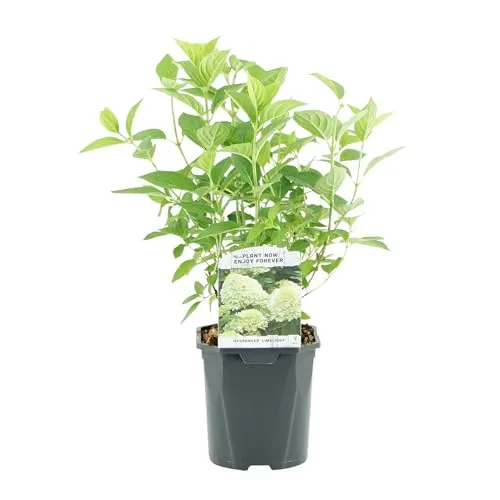 GreenboutiQ - Rispenhortensie - Hydrangea panniculata Limelight - Blüten Creme Weiß - 1 Pflanze - Laubabwerfend - Große Blüten - Topf 17cm Höhe 50cm