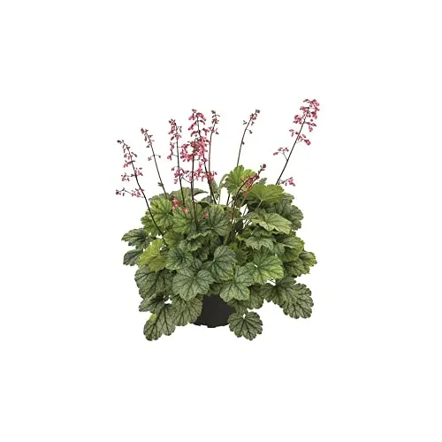 Heuchera - Purpurglöckchen 