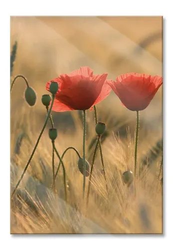 Pixxprint Glasbild Zwei schöne Mohnblumen, Zwei schöne Mohnblumen (1 St), Glasbild aus Echtglas, inkl. Aufhängungen und Abstandshalter