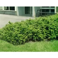 Berberis media 'Parkjuweel' 30-40 cm