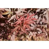 Acer palmatum 'Skeeters Broom' - Japanischer Ahorn mit leuchtend roten Blättern - Kompakter Japanischer Ahorn, ideal für Kübel und kleine Gärten. Pflegeleicht, winterhart bis -20 °C und ein echter Blickfang mit seinen leuchtend roten Blättern.