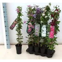 Clematis Macropetala Georg Blau 60–100 cm