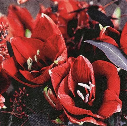 Servietten Classic Amaryllis Blumen Weihnachten Winter rot  Tischdeko 33x33cm 20