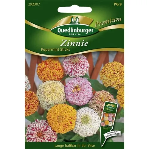 Quedlinburger Zinnie 'Peppermint', 1 Tüte Samen von Quedlinburger