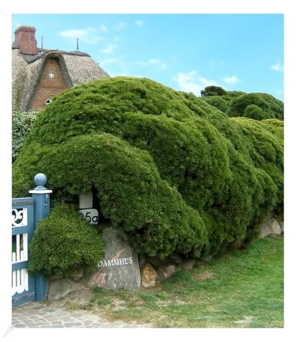 BALDUR-Garten Bäume von BALDUR-Garten