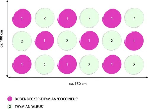 Produktbild Dehner Stauden-Set Duftender Thymian