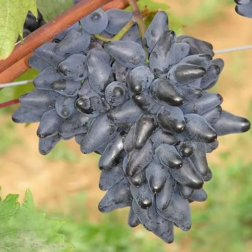 Tafeltraube 'Philipp®' blau in blau von Kölle's Beste