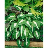 Hosta X Cult. Night Before Christmas Funkie Ca. 11x11 cm Topf