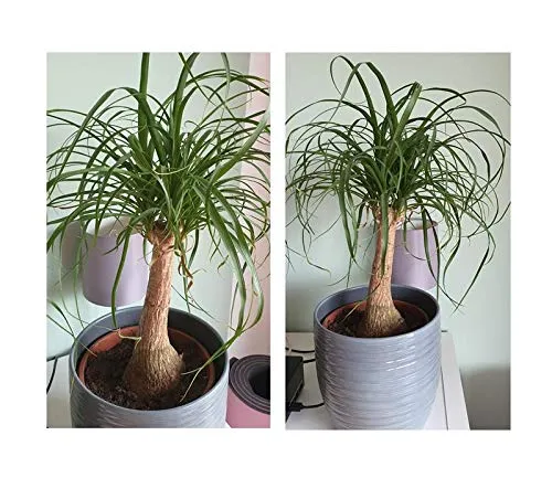 Stk - 10x Beaucarnea recurvata Elefantenfuß Garten Pflanzen - Samen B777 - Seeds & Plants Shop by Ipsa