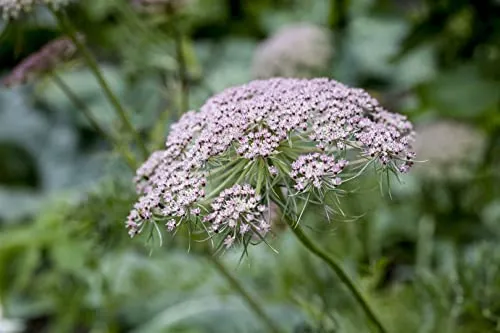 Carum carvi - Aromatischer Kümmel im 9x9 cm Topf - Echter Kümmel, ideal für den Garten oder Balkon, begeistert mit zart gefiedertem Laub und filigranen Doldenblüten. Perfekt zum Würzen von Salaten und Gerichten.