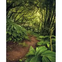 Komar Vliestapete Digitaldruck Vlies - The Path - 200 x 250 cm - Fototapete mit beeindruckendem Naturmotiv, dimensionsstabil und einfach zu verarbeiten; rückstandslos abziehbar und ideal für jeden Raum.