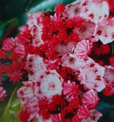 Lorbeerrose - Berglorbeer Bandeau - Kalmia latifolia Bandeau - 30-40cm