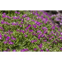 Delosperma Sutherlandii Mittagsblume Ca. 9x9 cm Topf