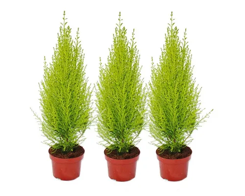 Exotenherz Zimmerpflanze Cupressus
