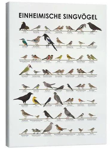Posterlounge Wandbild Einheimische Singvögel von Iris Luckhaus - Leinwandbild „Einheimische Singvögel“ (30 x 40 cm) aus hochwertigem Baumwollmischgewebe, handgefertigt in Deutschland. Pflegeleicht und robust, ideal für jedes Wohnambiente.
