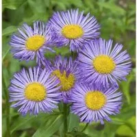Produktbild Alpenaster Goliath - Aster alpinus