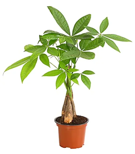 Dehner Glückskastanie, Pachira aquatica, mit geflochtenen Stämmen, 40-50 cm, Ø Topf 12 cm, Zimmerpflanze