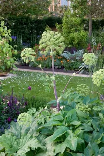 Angelica sylvestris ca. 11x11 cm Topf - Wilde Engelwurz, weiße Blüten, Blütezeit Juli-September, ideal für naturnahe Gärten, bienenfreundlich, pflegeleicht