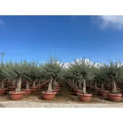 Sunny Tree Olea Europea