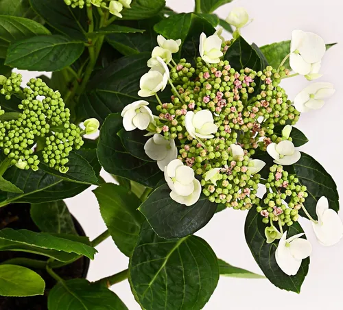 Dehner Teller-Hortensie, üppige weiße Blüten, ca. 30-40 cm, 21 cm Topf, Zierstrauch