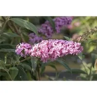 Buddleja davidii 'Pink Panther' - Schmetterlingsflieder für deinen Garten - Ziergehölz mit leuchtend pinken Blütenrispen, ideal für Beete und Kübel. Langanhaltende Blüte von Sommer bis Herbst, pflegeleicht und perfekt für sonnige Standorte.