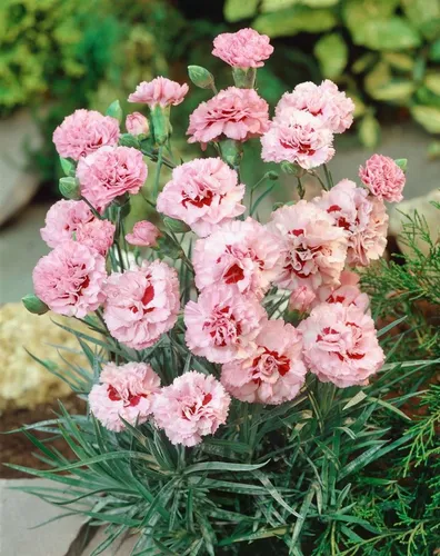 Pflanzen für Dich Staude Dianthus plumarius Ine, 1 St., Federnelke, Pfingstnelke