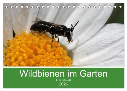 Silvia Hahnefeld | Wildbienen im Garten (Tischkalender 2026 DIN A5 quer),...
