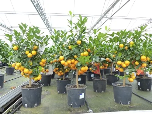 gruenwaren jakubik Calamondin Stamm Busch Orange - Citrus Mitis 80-90 cm - Obstsamen & -pflanzen: Mediterranes Flair mit unserem Calamondin Orangenbaum, jetzt mit vielen Früchten für Ihren Garten oder Wohnraum!