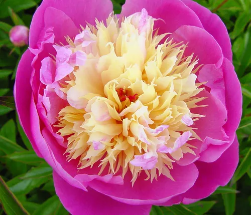 Dehner Edel-Pfingstrose, Paeonia lactiflora, mit gefüllten / duftenden pink-gelben Blüten, 20-30 cm exkl. Pflanztopf, 2 l Topf, winterharte Staude