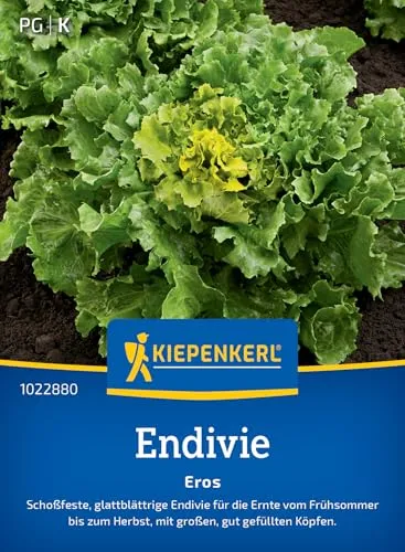 Kiepenkerl Endiviensamen Eros 1022880 - Schossfeste Salatsamen für Gartenliebhaber, große gefüllte Köpfe mit glatten Blättern, Gemüsesamen, mild im Geschmack