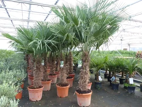 Trachycarpus Fortunei Palme 200-250 cm - Winterharte Hanfpalme - Bäume, Sträucher & Hecken - Robust und winterhart, ideal für Gärten und Terrassen, mit kräftigen Stämmen und erstklassiger Qualität.