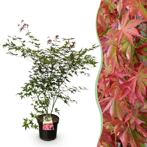 Green boutiQ in rot von Green boutiQ