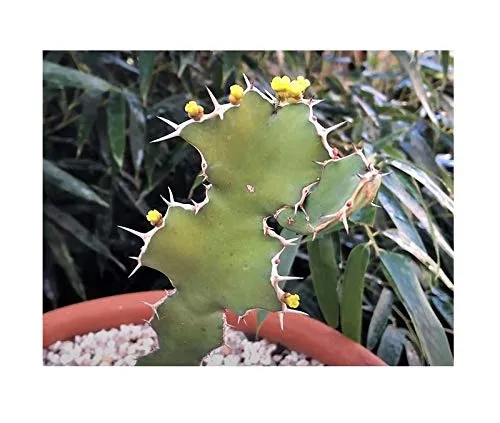 Stk - 5x Euphorbia grandicornis Sukkulenten Garten Pflanzen - Samen B1464 - Seeds & Plants Shop by Ipsa