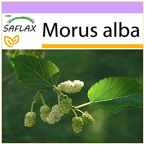 SAFLAX - Weißer Maulbeerbaum - 200 Samen - Morus alba