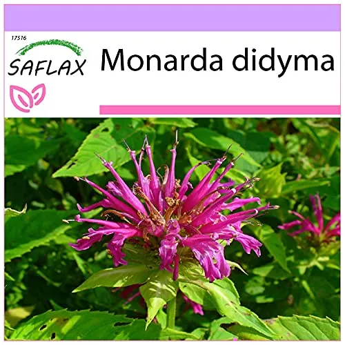 SAFLAX - Kräuter - Goldmelisse - 20 Samen - Monarda didyma