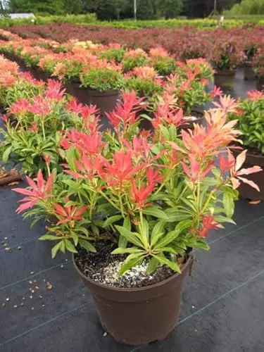 Pieris japonica Forest Flame von Baumschule