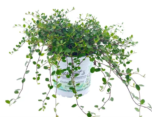 Enseleits Mühlenbeckia axillaris, Drahtstrauch