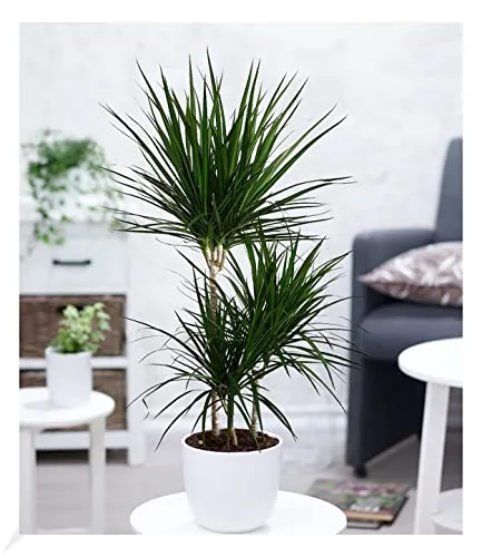 BALDUR Garten Dracena Marginata ca. 120-130 cm hoch, 1 Pflanze, Luftreinigende Zimmerpflanze, unterstützt das Raumklima, Drachenbaum Zimmerpflanze Draceana, mehrjährig - frostfrei halten