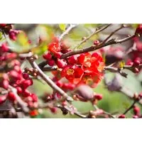 Chaenomeles Japonica Sargentii - Zierquitte mit orangefarbenen Blüten - Kompakter Zierstrauch mit leuchtenden Blüten von März bis April, ideal für kleine Gärten und Terrassen. Pflegeleicht, winterhart und attraktiv mit apfelartigen Früchten im Spätsommer.