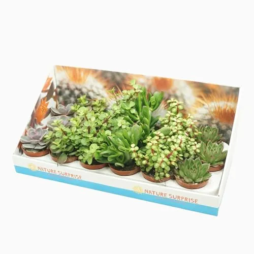 Pflanze Succulenten Mix
