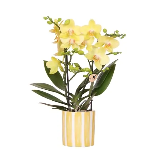 Exotenherz Gelbe Phalaenopsis Orchidee - Mexico im 9cm Painted Stripe Topf - Außenanbau mit dekorativem Design, ideal für helle Standorte ohne direkte Sonne, bringt exotischen Flair in Ihr Zuhause.