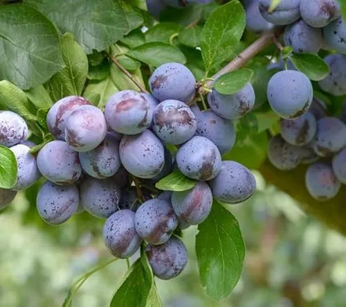 Wangenheim´s Frühzwetche, Zwetsche, Buschbaum (kleinbleibend), 120-140 cm, großer Topf