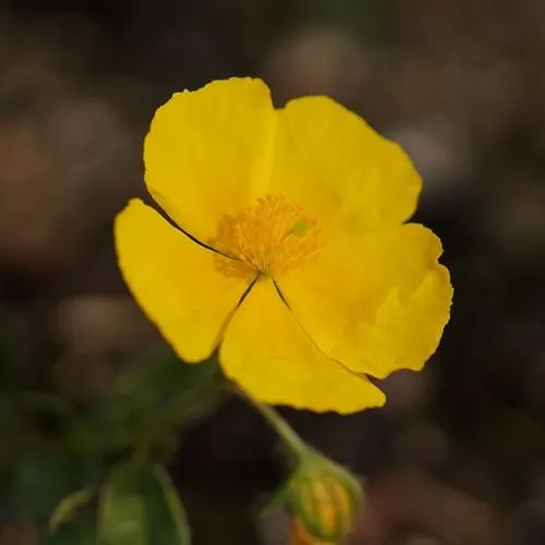 Blumixx Stauden Helianthemum Hybride 'Sterntaler' – Sonnenröschen gelb, winterhart & pflegeleicht, Insektenweide für sonnige Beete & Steingarten, ideal als Bodendecker